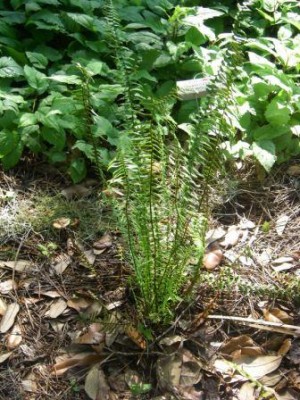 Ebony Spleenwort